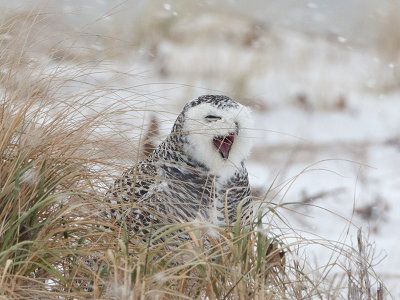 Snowy Owl  Yawning