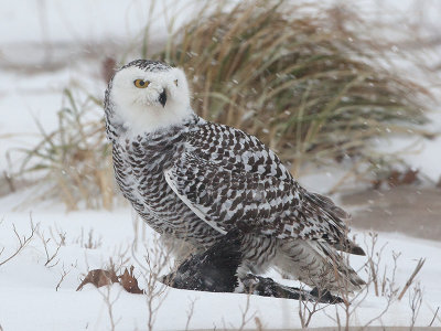 Snowy Owl Standing on Dead Loon