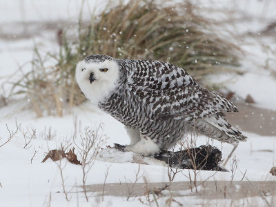 Snowy Owl Standing on Dead Loon