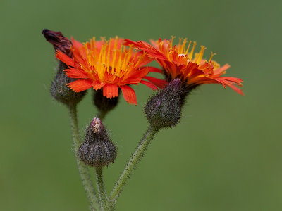 Orange Hawkweed