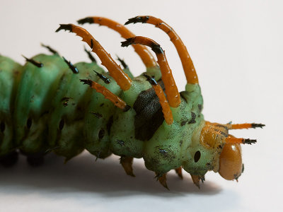 Hickory Horned Devil Caterpillar