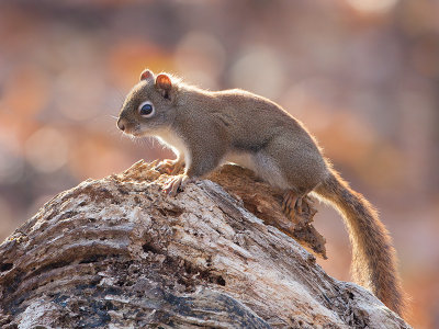 Red Squirrel