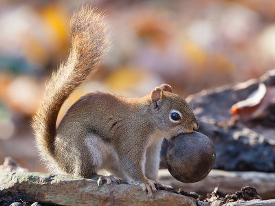Red Squirrel with Black Walnut