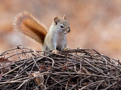Red Squirrel