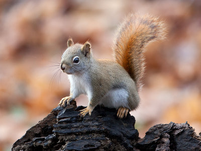 Red Squirrel