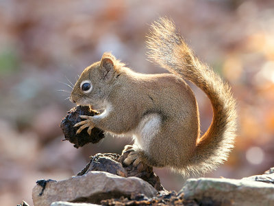 Red Squirrel with Black Walnut