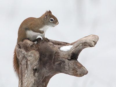 Red Squirrel