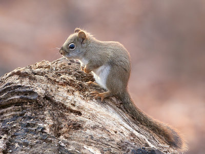 Red Squirrel