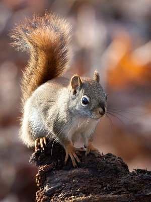 Red Squirrel