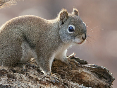 Red Squirrel