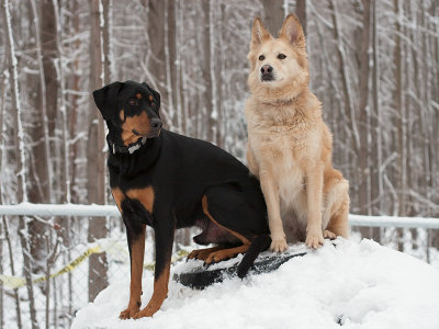 Lady and Max Sit on Tires