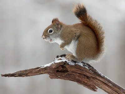 Red Squirrel