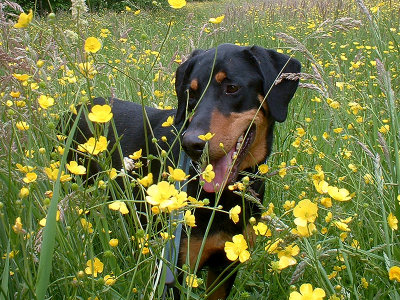Max Smiles in Buttercups