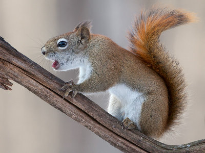 Red Squirrel Chokes on Peanut Butter