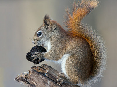 Red Squirrel with Black Walnut