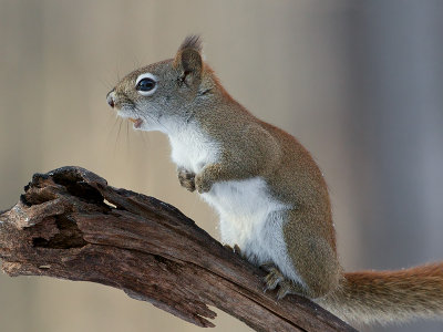 Red Squirrel