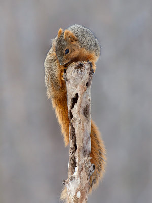 Fox Squirrel