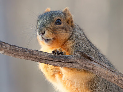 Fox Squirrel