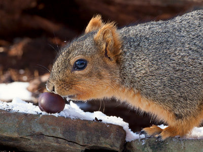 Fox Squirrel with Horse Chestnut