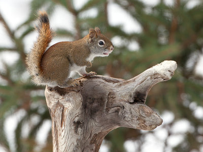 Red Squirrel