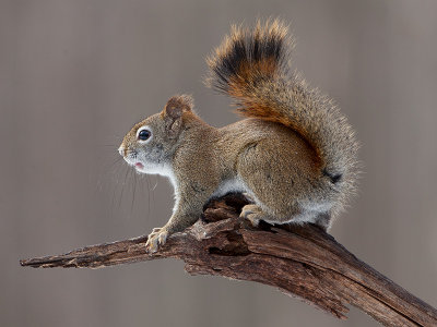 Red Squirrel