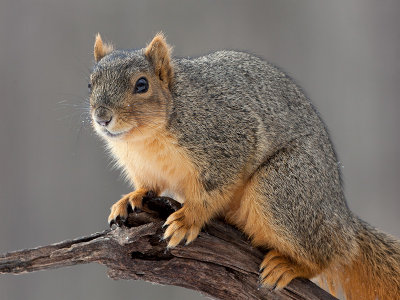 Fox Squirrel