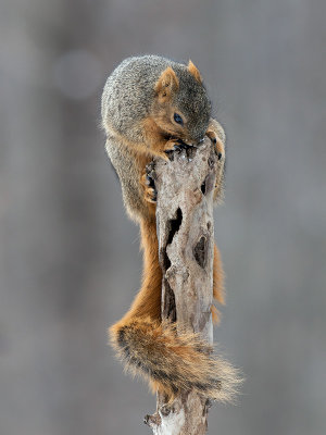Fox Squirrel
