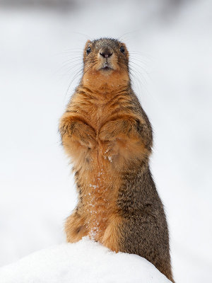 Fox Squirrel