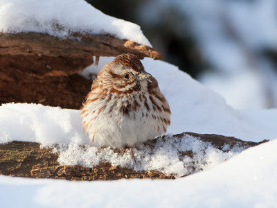 Song Sparrow