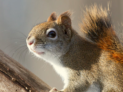 Red Squirrel