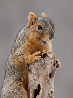 Fox Squirrel
