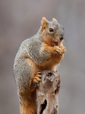 Fox Squirrel