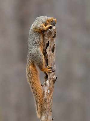 Fox Squirrel