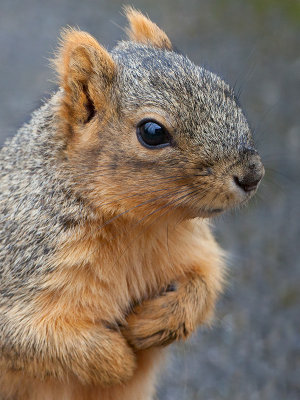 Fox Squirrel
