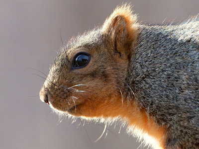 Fox Squirrel