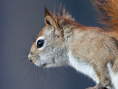 Red Squirrel