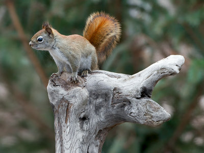 Red Squirrel
