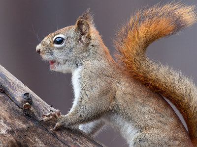 Red Squirrel
