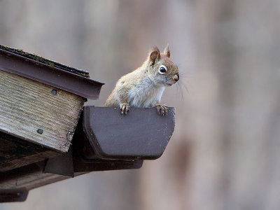 Red Squirrel