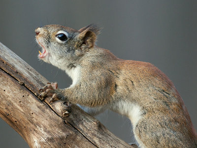 Red Squirrel Scolding