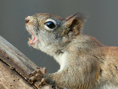 Red Squirrel Scolding Close-up
