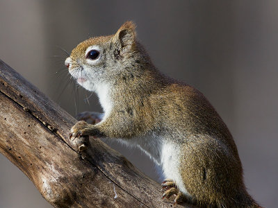 Red Squirrel