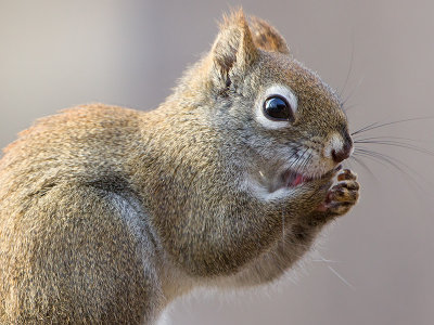 Red Squirrel