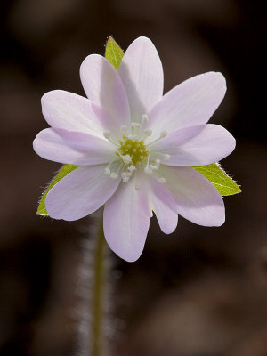 Sharp-Lobed Hepatica