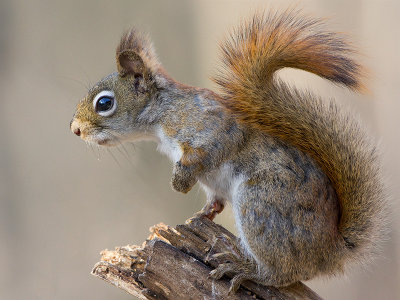 Red Squirrel
