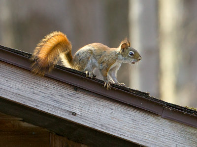 Red Squirrel
