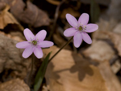 Sharp-Lobed Hepatica