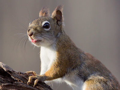 Red Squirrel