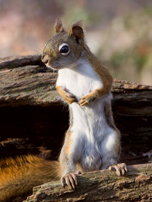 Red Squirrel