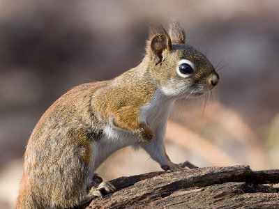 Red Squirrel